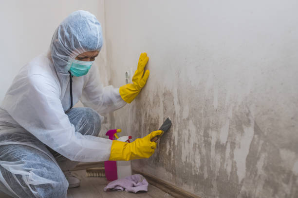 Trusted Le Center, MN Mold Removal Experts