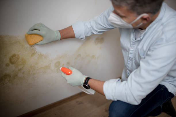 Best Emergency Mold Removal  in Le Center, MN