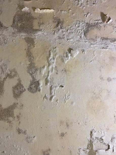 Best Professional Mold Removal  in Le Center, MN