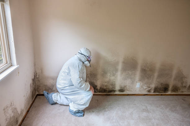 Best Commercial Mold Removal  in Le Center, MN