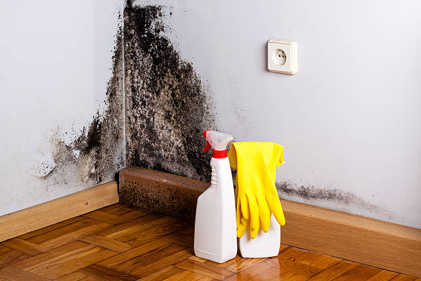 Mold Testing and Removal in Le Center, MN