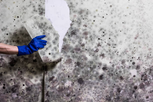 Best Certified Mold Removal  in Le Center, MN