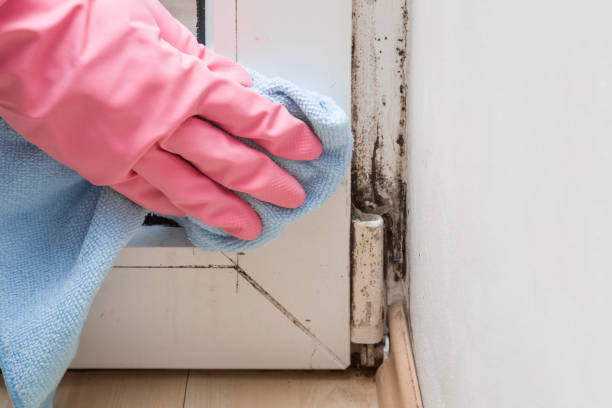 Best Mold Testing  in Le Center, MN
