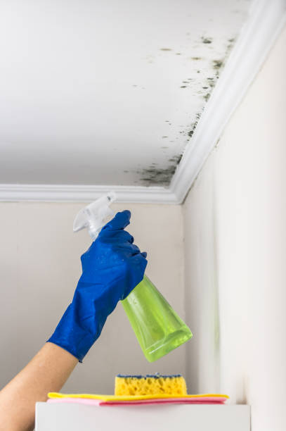 Best Residential Mold Removal  in Le Center, MN