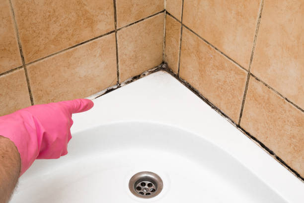 Best Mold Testing and Removal  in Le Center, MN
